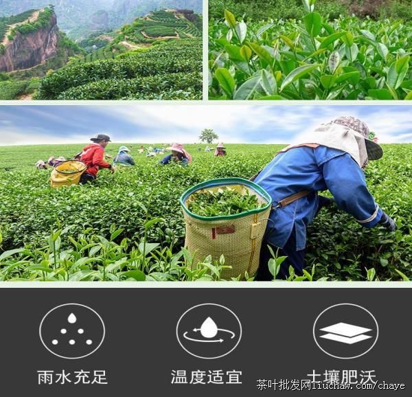 chayed06������Ҳ� ̼���Ҷ ��������ɽ��ɽ������ ���װ500g ����