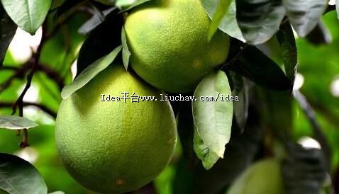 ����Ƥ������С���ü�ҩ�ü�ֵ ���������ó�Ч����