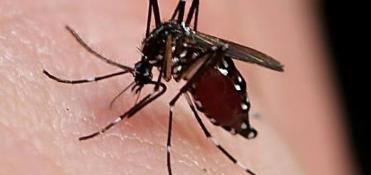 �������Ӳ�� ��ͥ��������С����