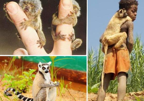 非洲旅行马达加斯加现实中的诺亚方舟之最佳体验参考旅游攻略