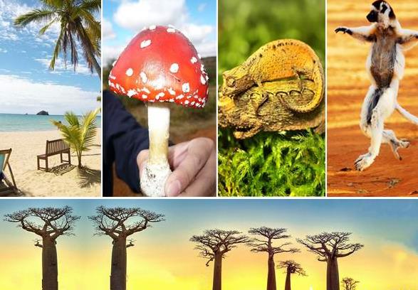 非洲旅行马达加斯加现实中的诺亚方舟之行前准备参考旅游攻略