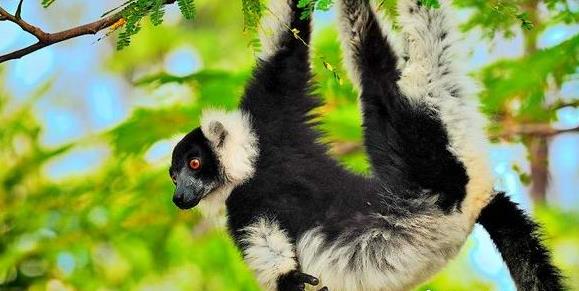 非洲旅行马达加斯加现实中的诺亚方舟之行程和注意参考旅游攻略