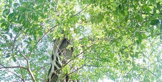 �������������˹����ʵ�е�ŵ�Ƿ���֮���������˹�����ι���