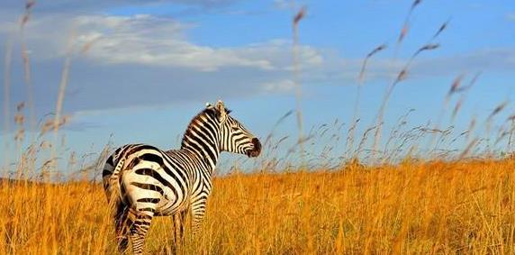 �������ж����������������ι���֮��ǰ׼���ο����ι���