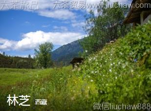 西藏-林芝