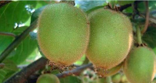 美丽张家界的新传奇天门山旅游攻略特色美食