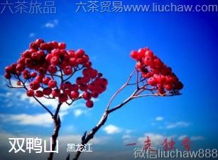 ������-˫Ѽɽ..