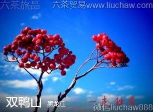 ������-˫Ѽɽ...