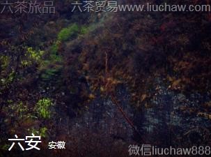 ��΢-������