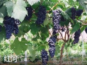 ����-���.