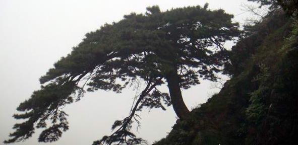 ̩������������ȫ��̩ɽ���ι���