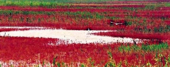 山东旅行黄河入海口垦利旅游攻略最好体验参考