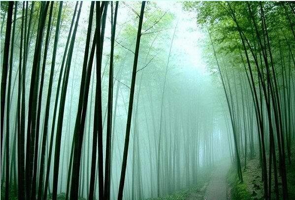 青山碧水翠竹间蜀南竹海攻略