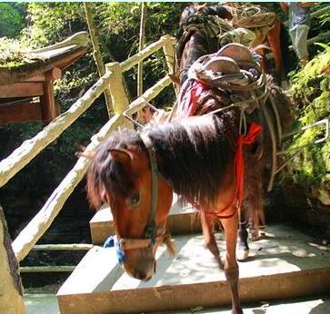 �Ĵ�������̬�����ι�Ԫ�ײ�ɽ�����г��Ƽ�