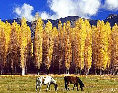 ����������ެ��Դ��ɽ������֮ɽ�ϸſ��ο�