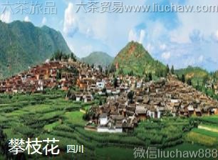 �Ĵ�-��֦����