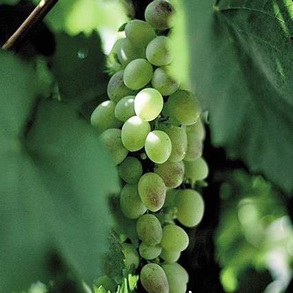 �½����й��㻨���������ι���֮����ο�