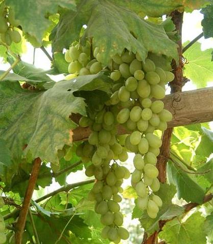 ������ɫ�½�֮��������������μ�