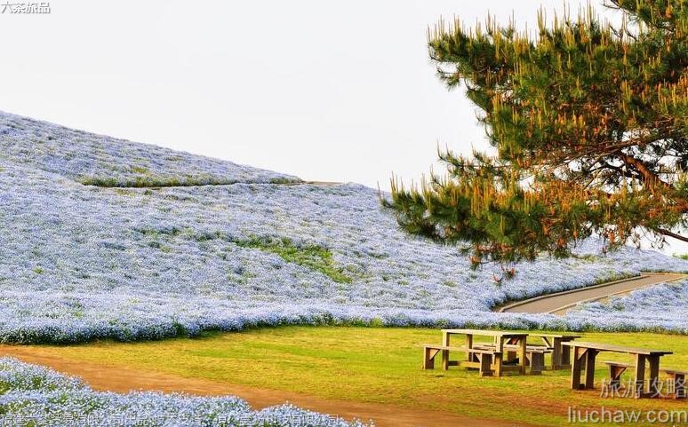 046�ձ���Ӫ����������԰���ι���