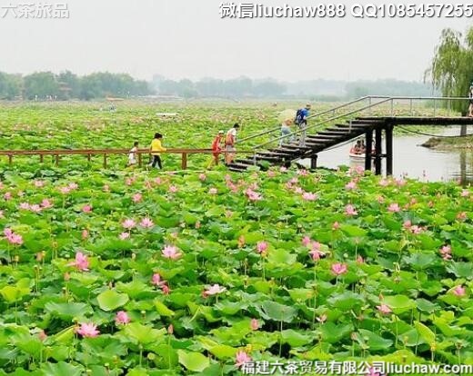 8�¹���ʮ����������ʤ��