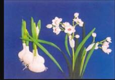 ���ϲ�����