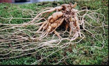 ����ɽ�˲�