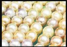 太湖珍珠