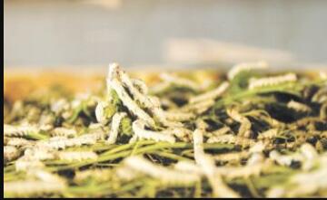 ����˿��