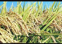 ���۴���