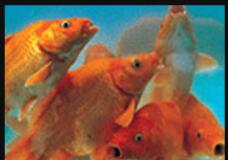 �ɰ�������