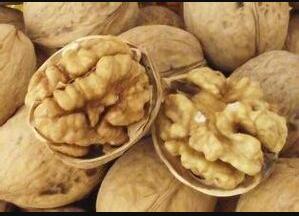 ��צ�����