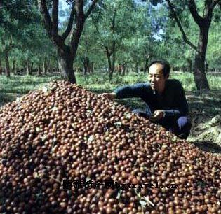 ����Բ��