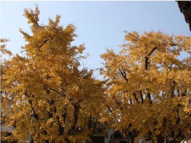 �������ض�ɽ��