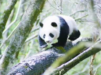 佛坪熊猫谷旅游区