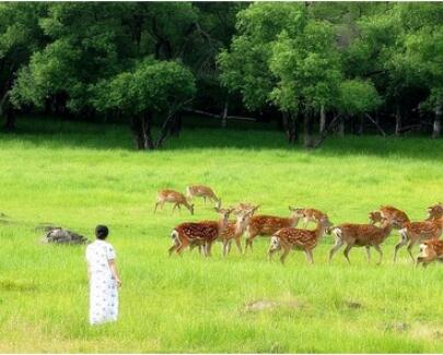 ɭ��ƽɽ��¹������