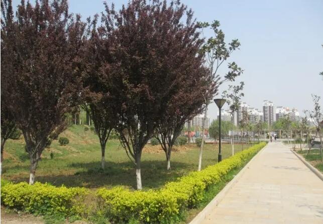 פ�������ɽ