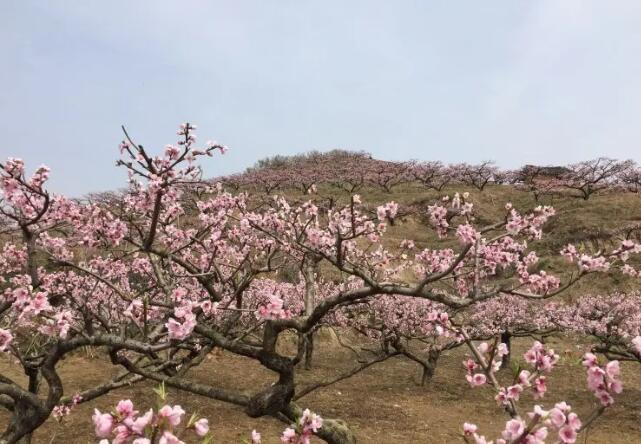 ������¶ɽ����