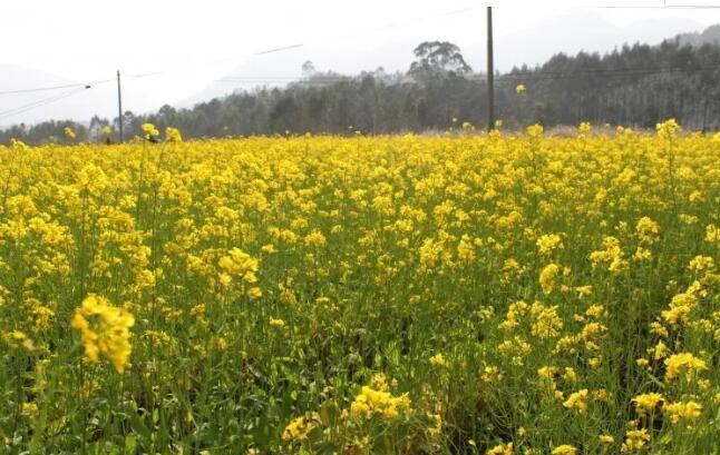 ʮ����ɽѰ�ι�