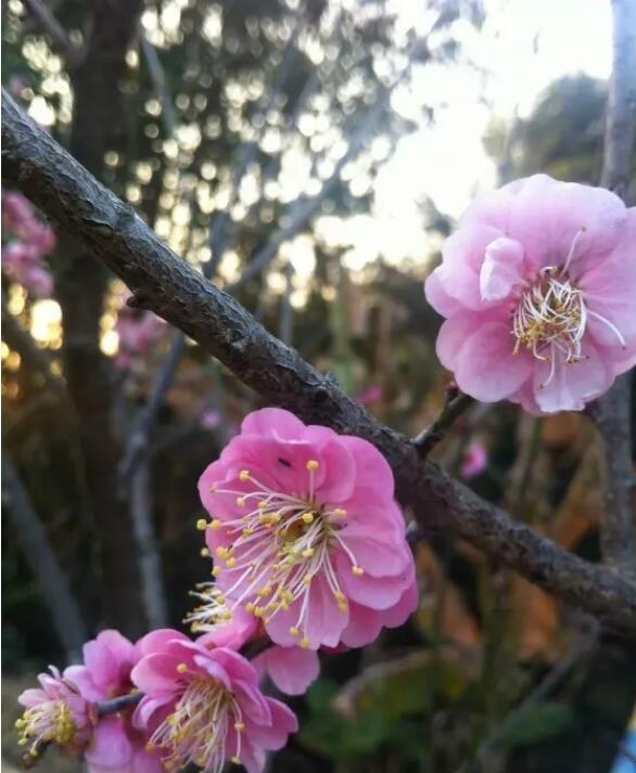 ����ʡ������̩���羰������