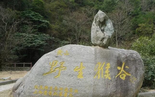 黄山野生猴谷景区