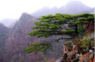 ����ɽ����ɭ�ֹ�԰