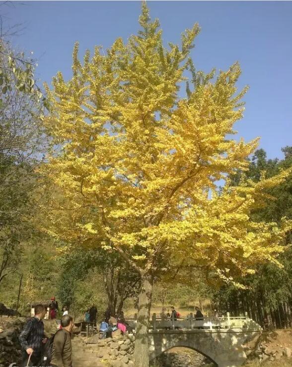 �����л��ɶ�����