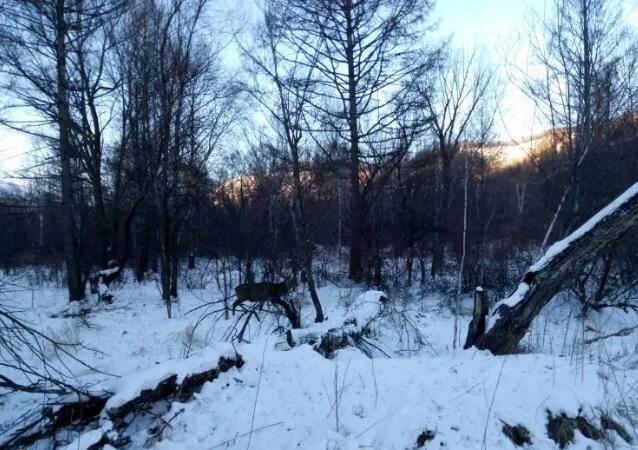 阿尔山白狼峰景区