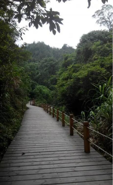 湖南九龙江国家森林公园