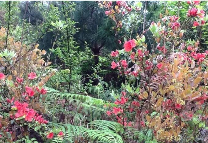 茂兰国家级自然保护区.