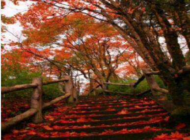 米仓山国家森林公园.