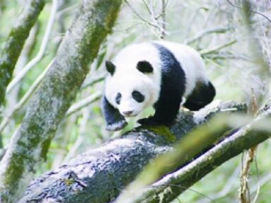 ��ƺ��è��������.