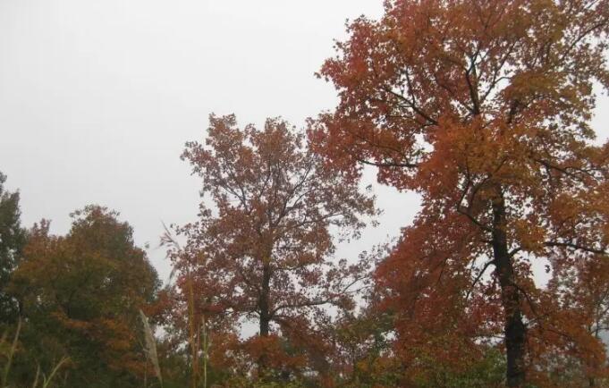 �������Ϫ.