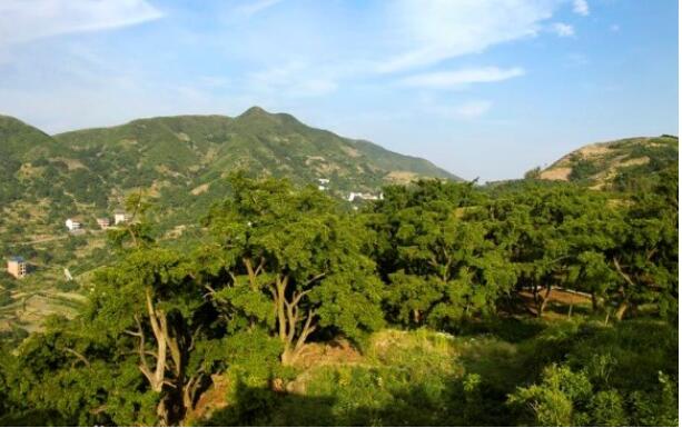 ���ɭ�ֹ�԰.