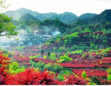 ����ɽ����ɭ�ֹ�԰..